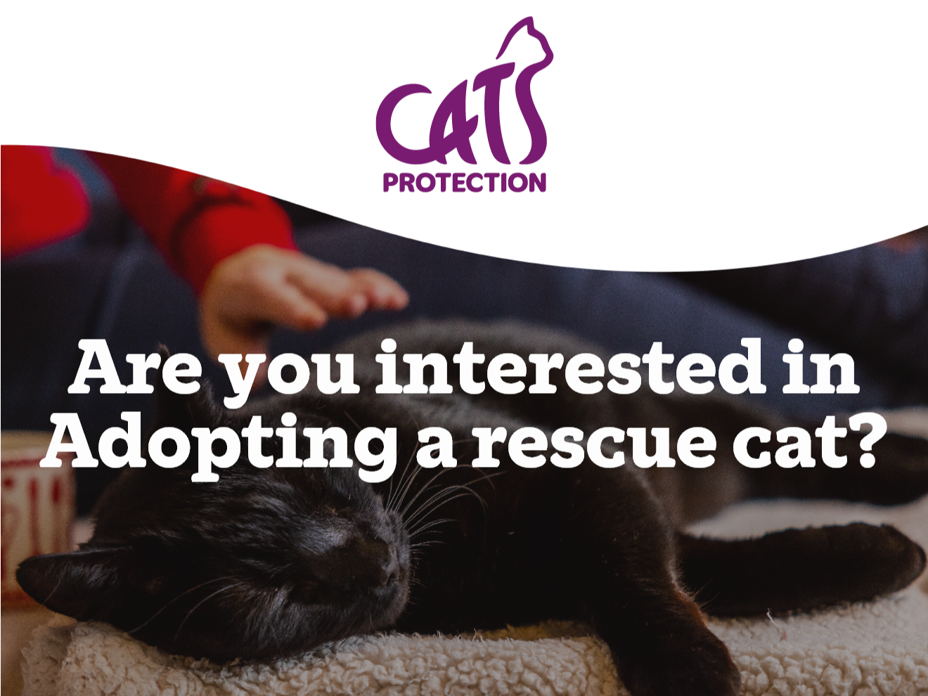 General Cat Adoption Enquiry