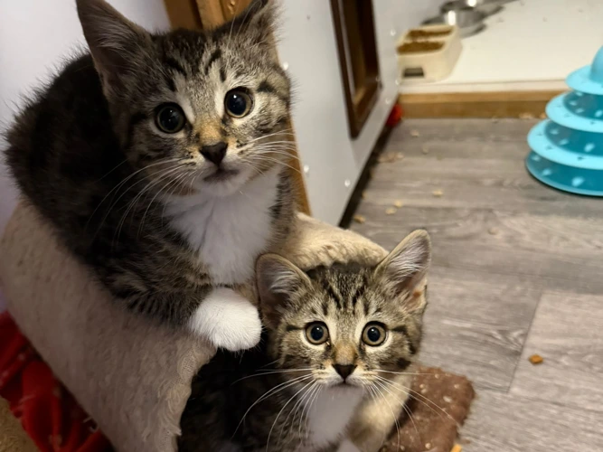 8-week-old Mia and Macy