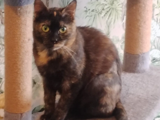 Sheba