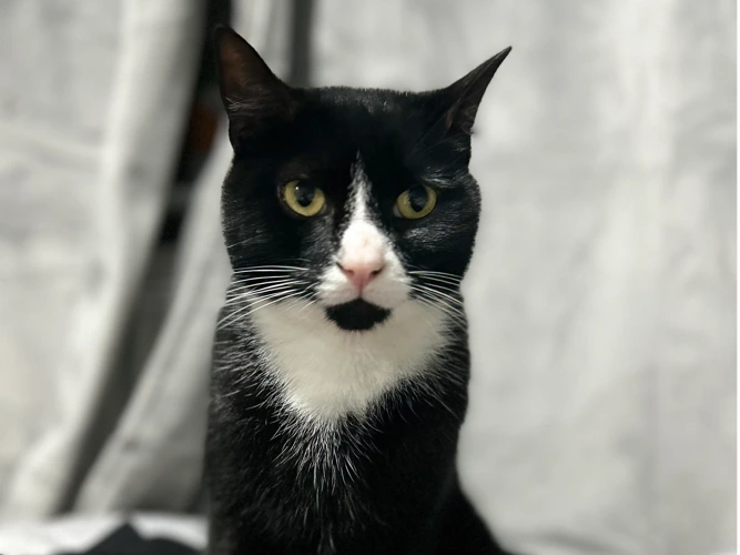 Gizmo