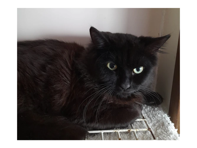 Jude, Juniper, Jermaine and Jethro