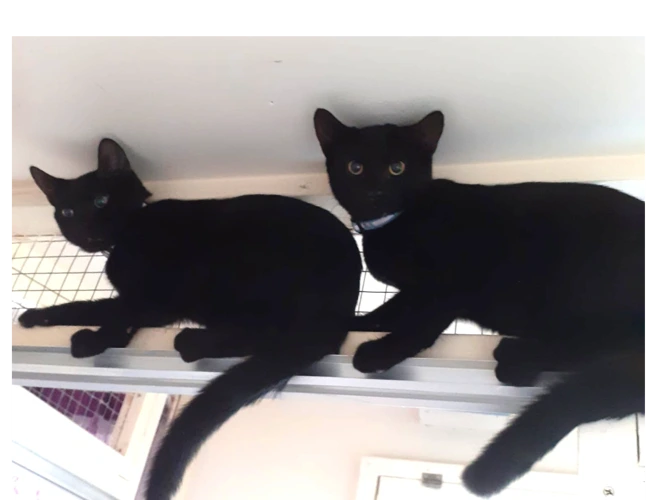 Bertie and Bobby