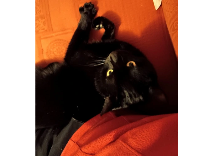 Wilbur