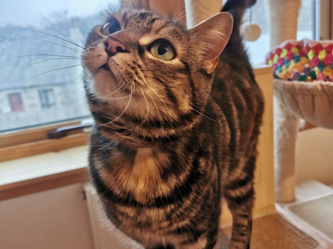 Nala