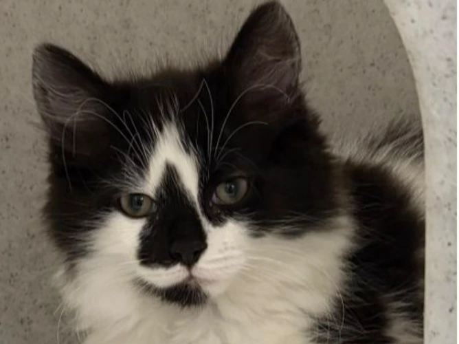 ALFONSO