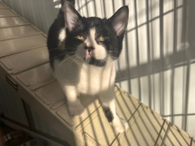 Spare Tyre & Tailgater