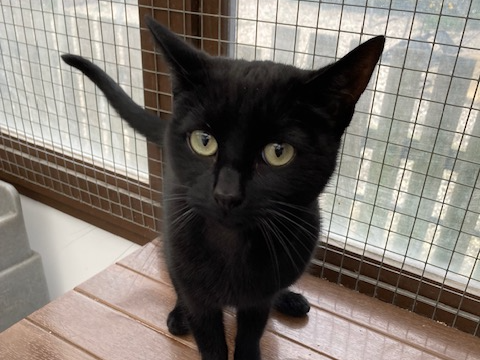 Freya — Domestic Cat