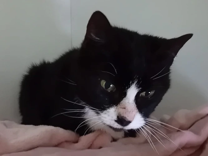Sox