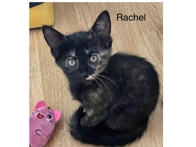 Rachel & Monica