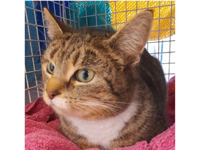 Outdoor Cats - Winnie and Coleen