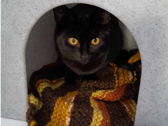 Cats Protection Bracknell & Wokingham Districts Branch