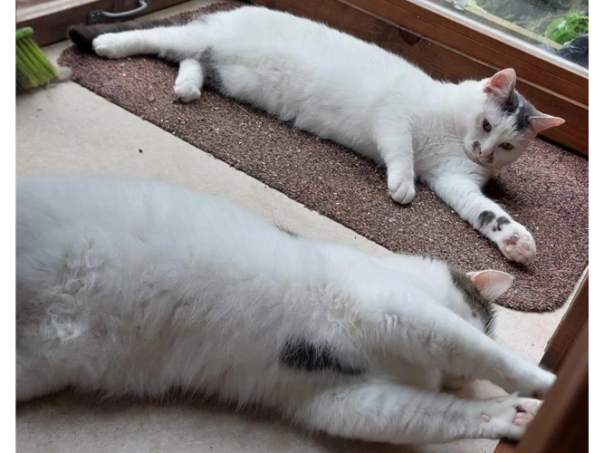 JAX & OLLIE