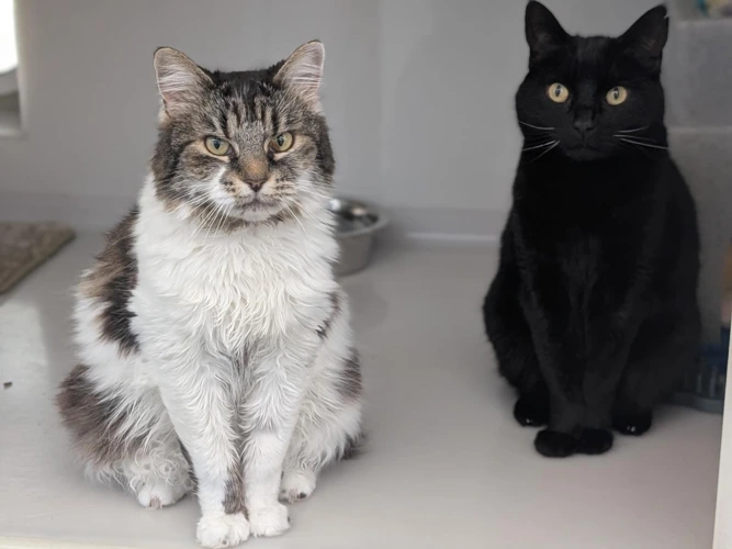 Bella and Ebony