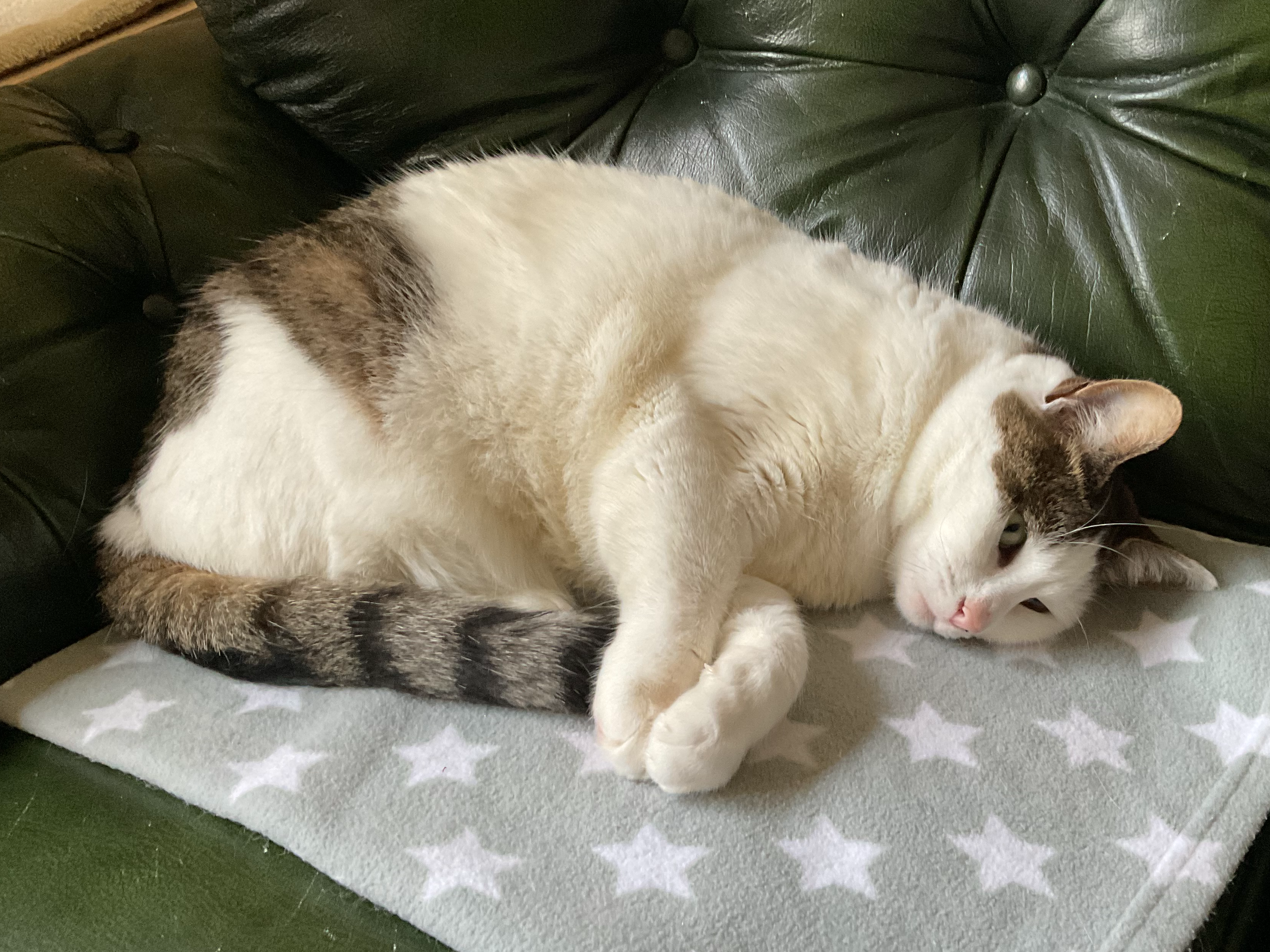 Bella — Domestic Cat