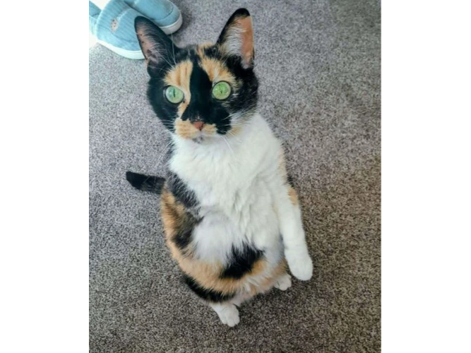Smudge
