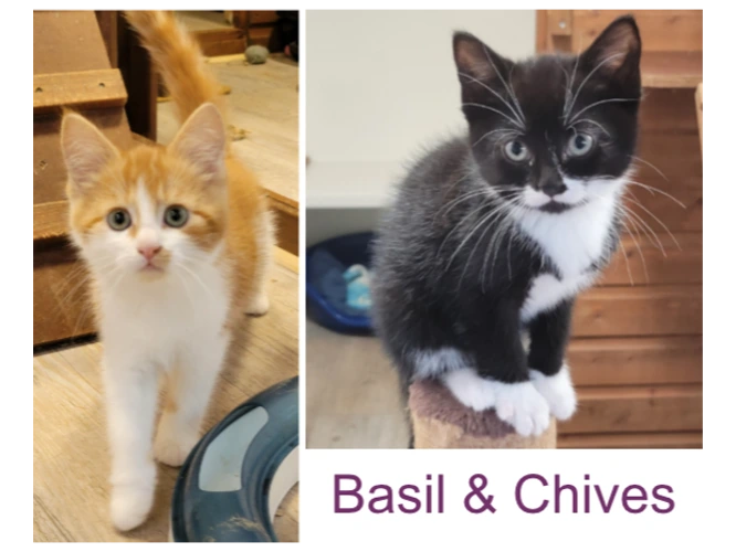 Basil & Chives