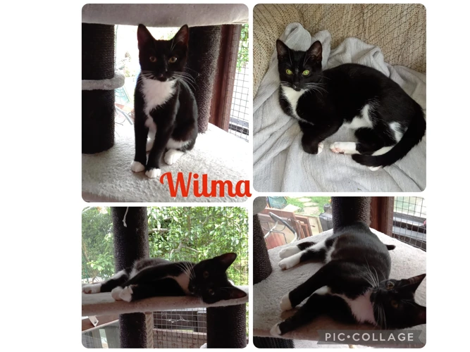 Kittens – Flintstones – Wilma