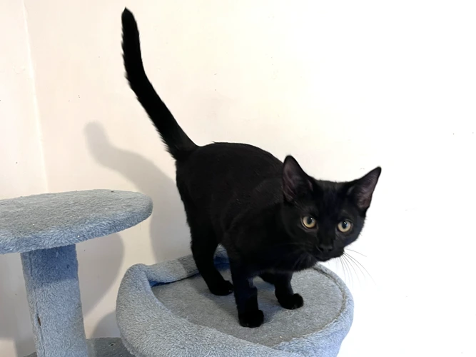 Beatrice (see allso Brittany and Belle)