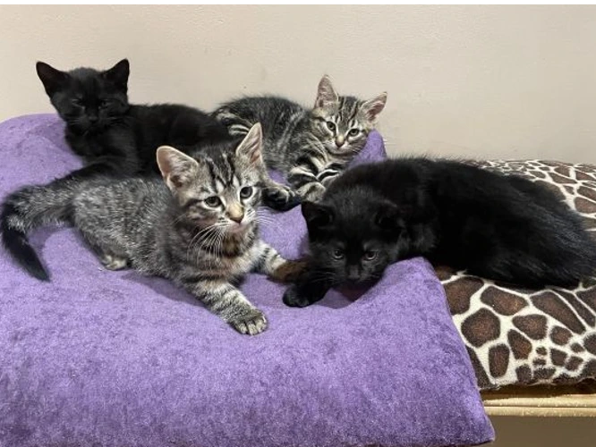 M Kittens (to be  homed in PAIRS)