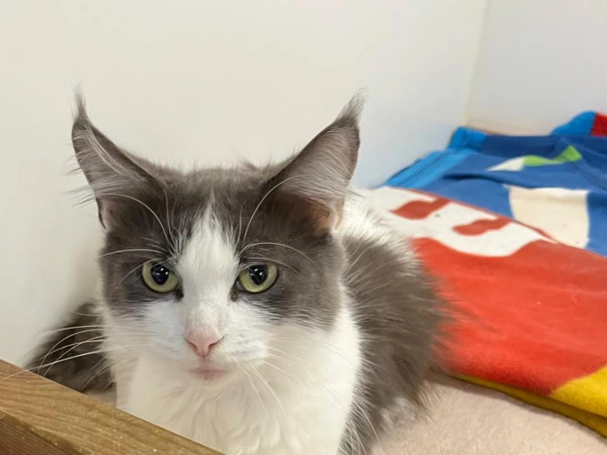 Coco