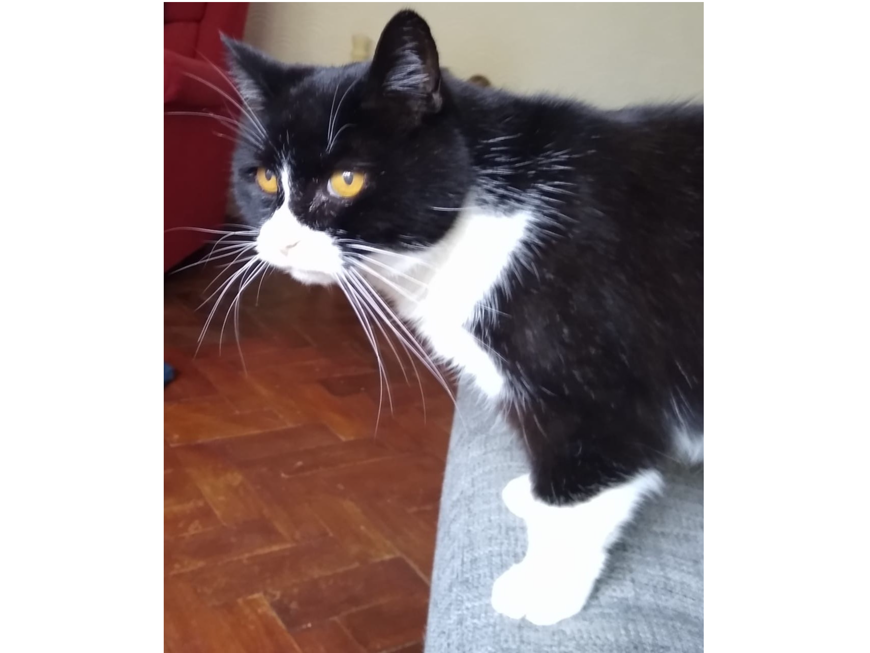 Alfie — Domestic Cat