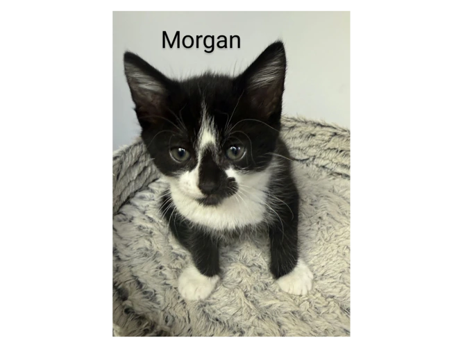 Morgan