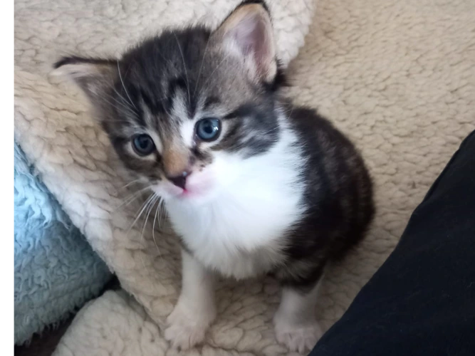 Kittens