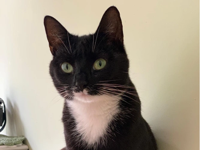 Mittens