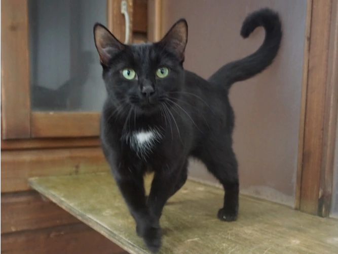 MIMI