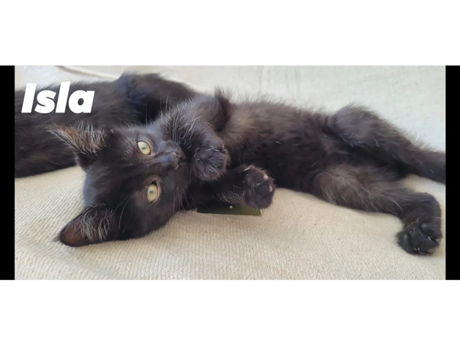 ISLA
