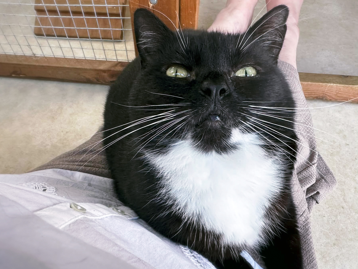 Tia — Domestic Cat