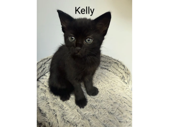 Kelly