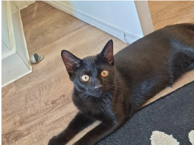 Cosmo (Marmite and Cosmo)