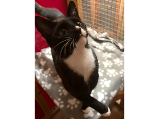 Frankie