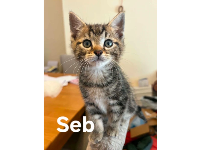 SEB