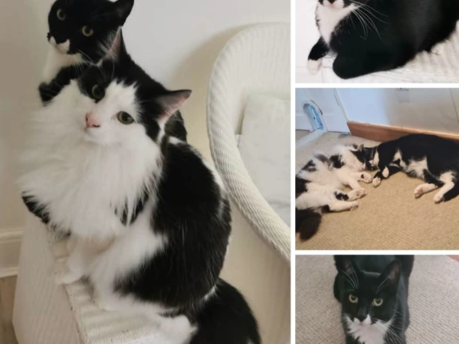 PATCH & LOKI (DH)