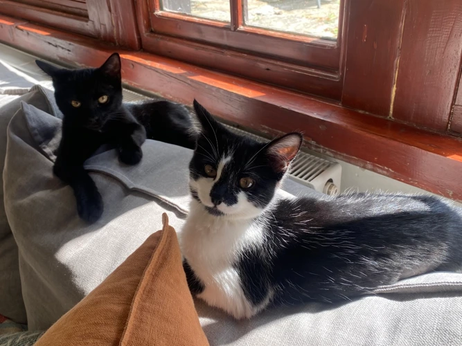 Chilli and Pepper