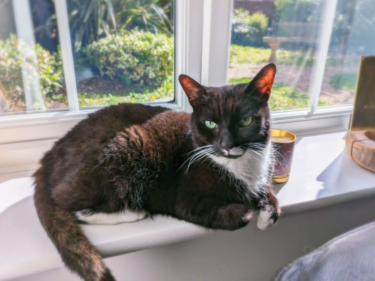 Angel — Domestic Cat