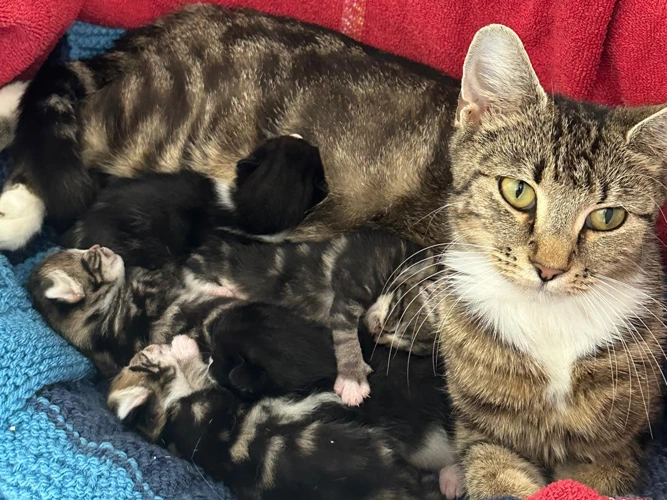 Kittens