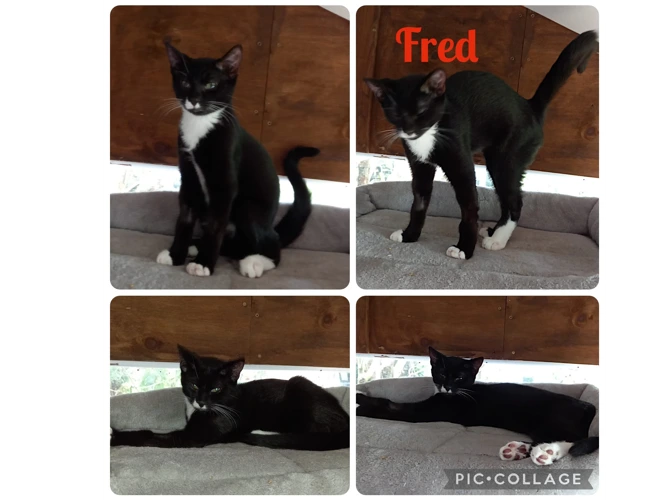 Kittens – Flintstones - Fred