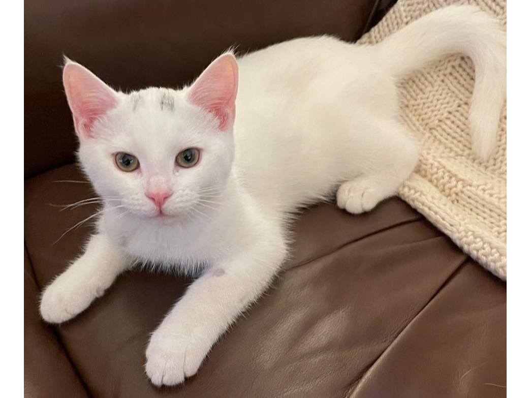 Samson — Domestic Cat