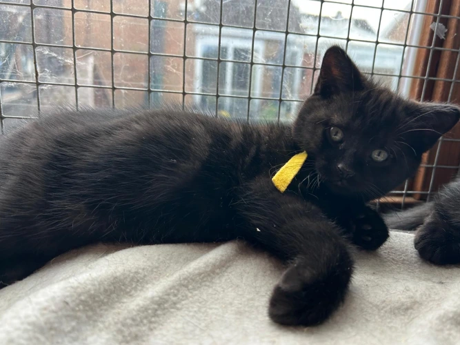 Binx