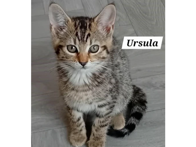 URSULA