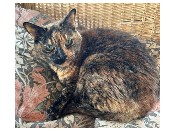 Mitzy