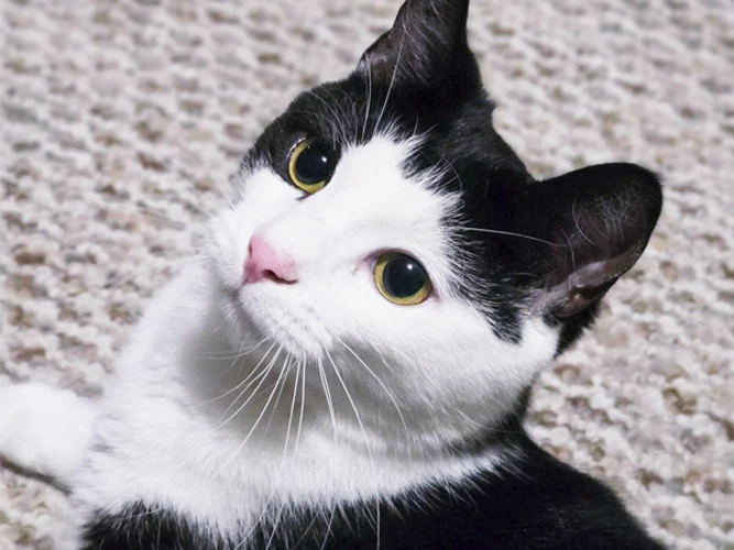 Mittens