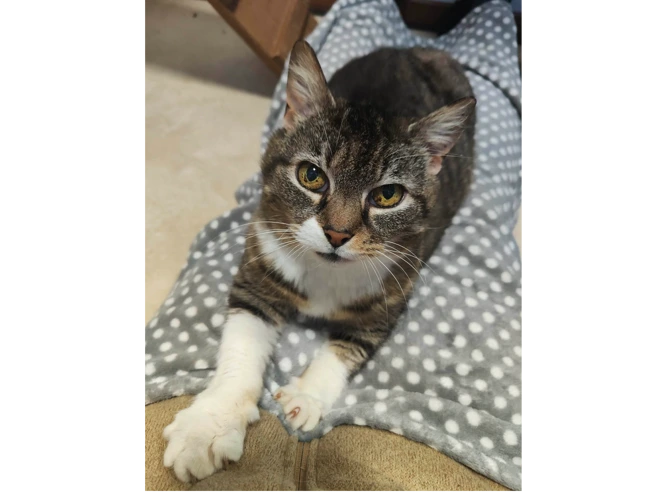 HAZEL