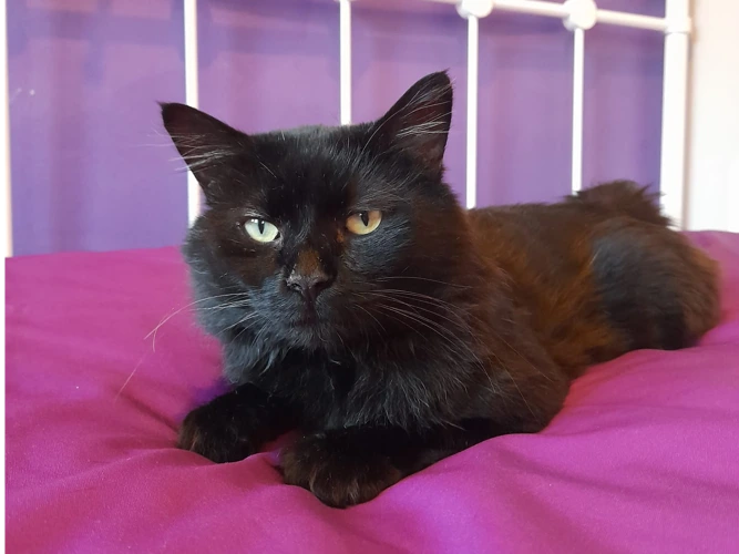 Onyx