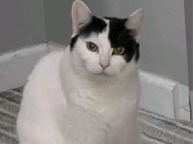 OSCAR (DH)