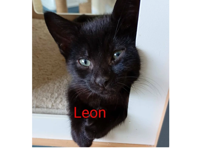LEON
