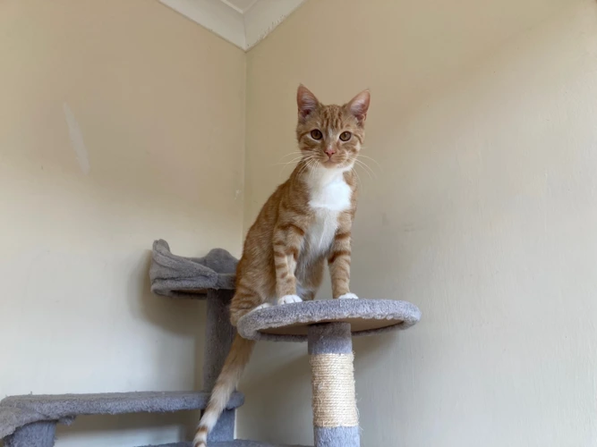 Ginger Nut